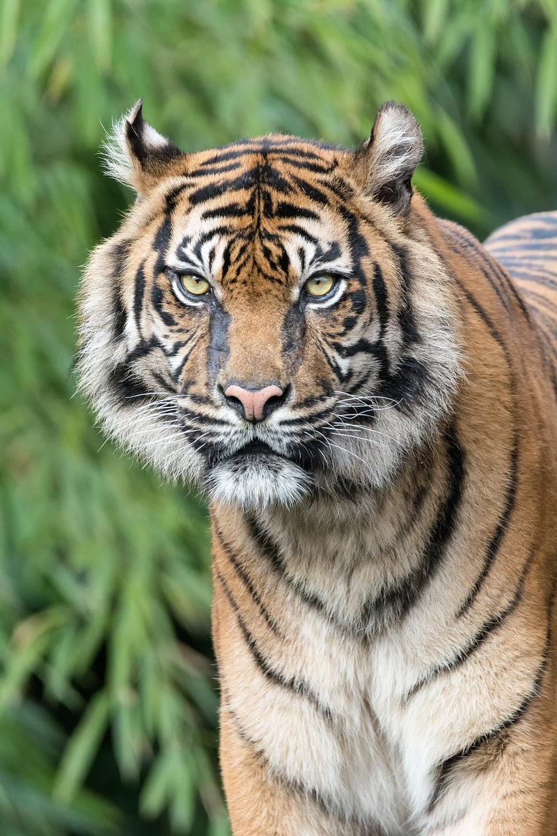 Tiger Wildlife Specialist